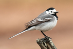 BB 09 0349 / Motacilla alba / Linerle